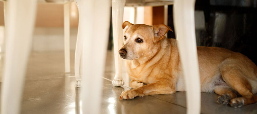 How to Help a Dog That’s Afraid of Thunderstorms